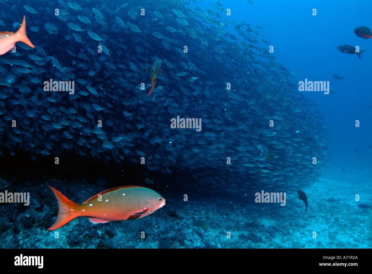 school of pacific chub mackerel in the Sea of Cortez Stock Photo