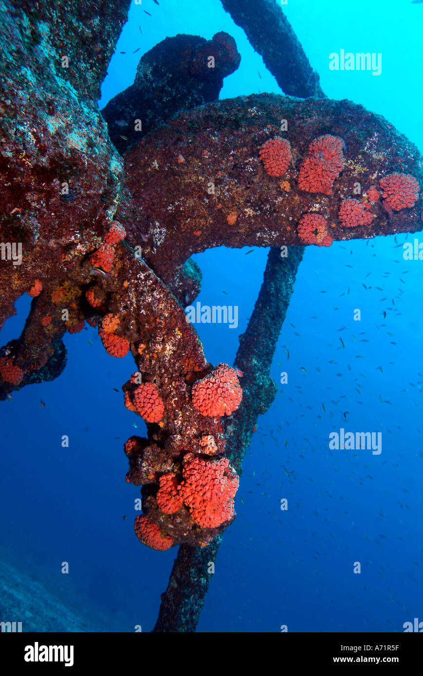 Propeller of a big wreck sunk in the Sea of Cortez Stock Photo