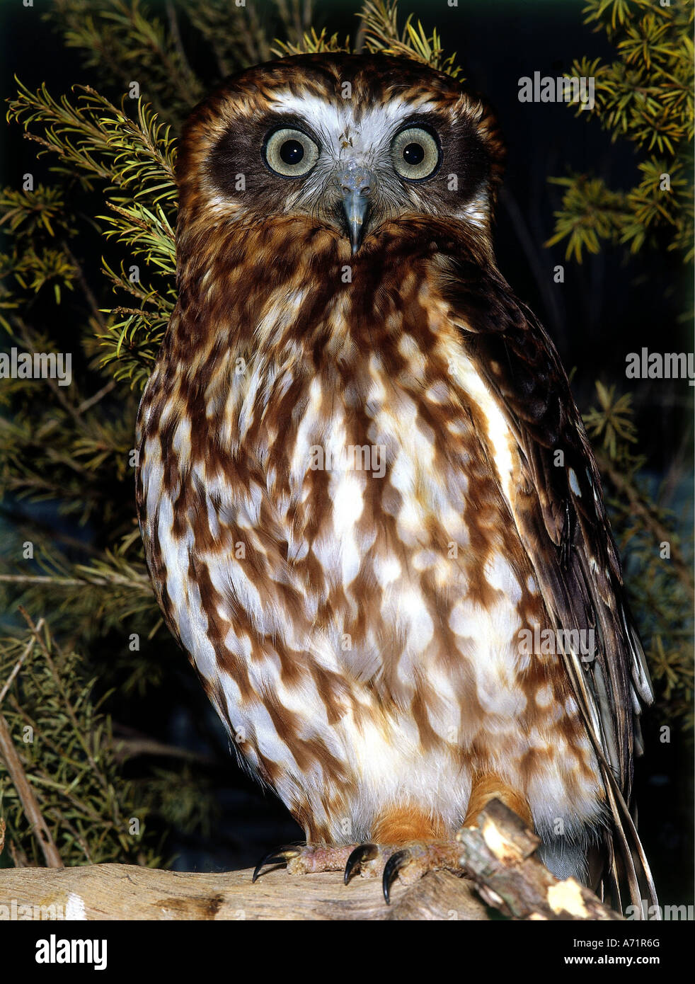zoology / animals, avian / bird, Southern Boobook, (Ninox novaeseelandiae), sitting in tree, close-up, frontal view, distributio Stock Photo