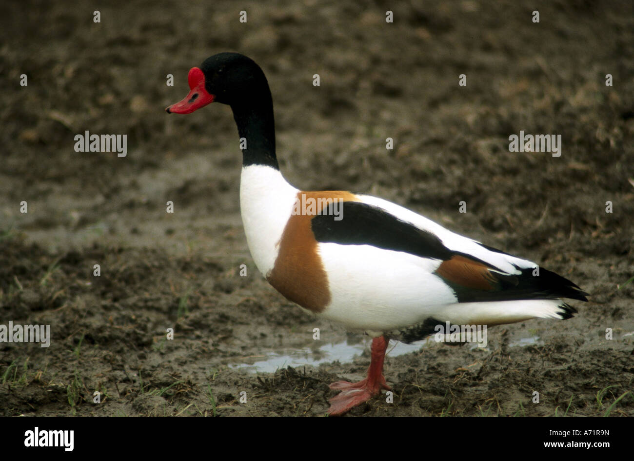 zoology / animals, avian / bird, ducks, Common Shelduck, (Tadorna tadorna), close-up, distribution: coastal area of North and Ba Stock Photo