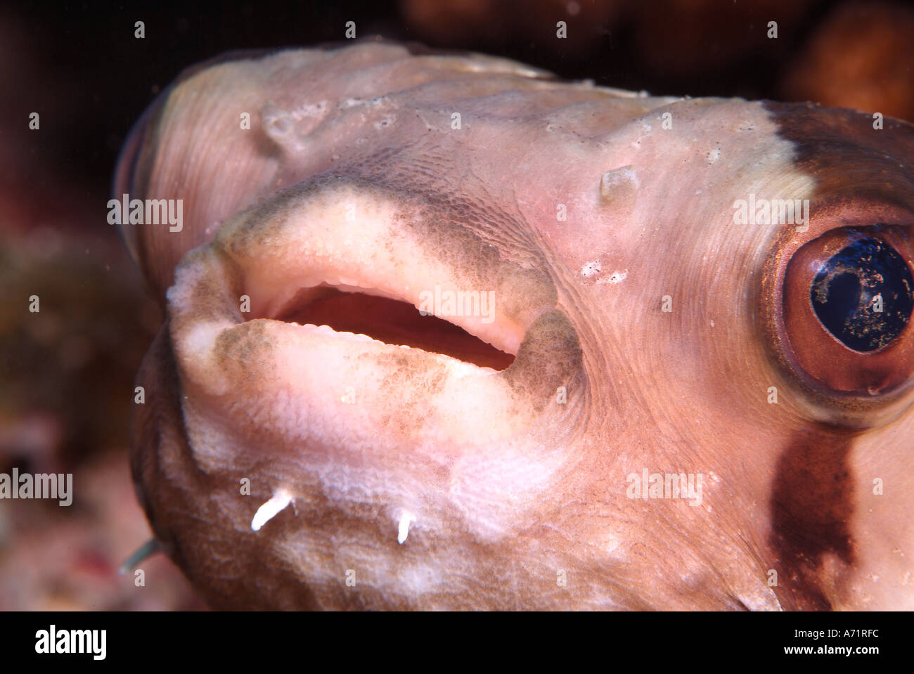 Balloonfish hi-res stock photography and images - Alamy