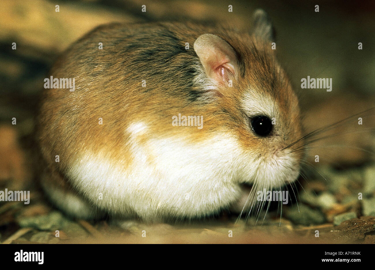 zoology / animals, mammal / mammalian, hamster, Roborovski hamster ...