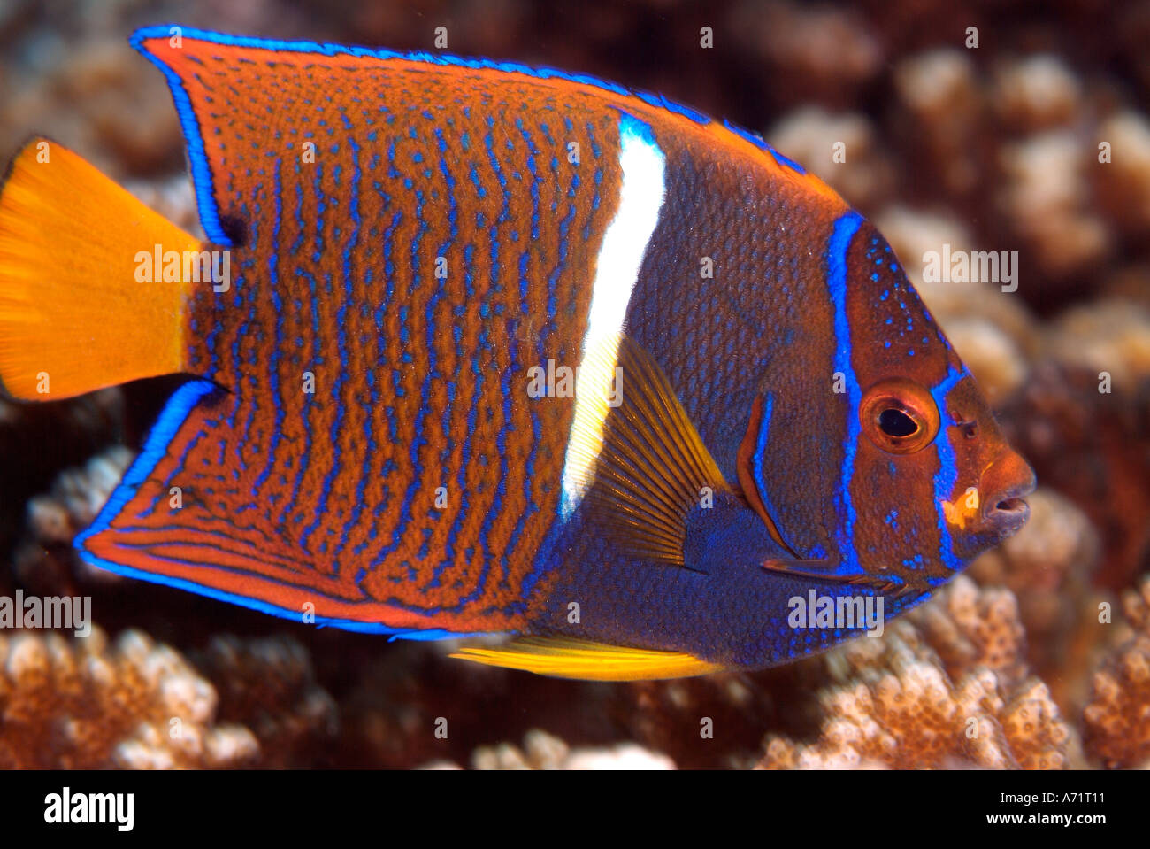Juvenile king angelfish in the Sea of Cortez Stock Photo