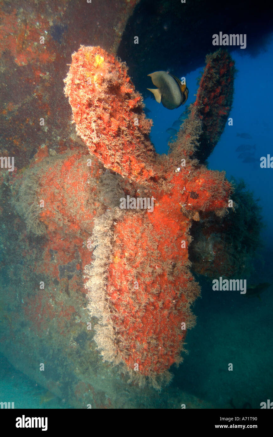 The propeller of the Fang Ming wreck in the sea of Cortez Stock Photo