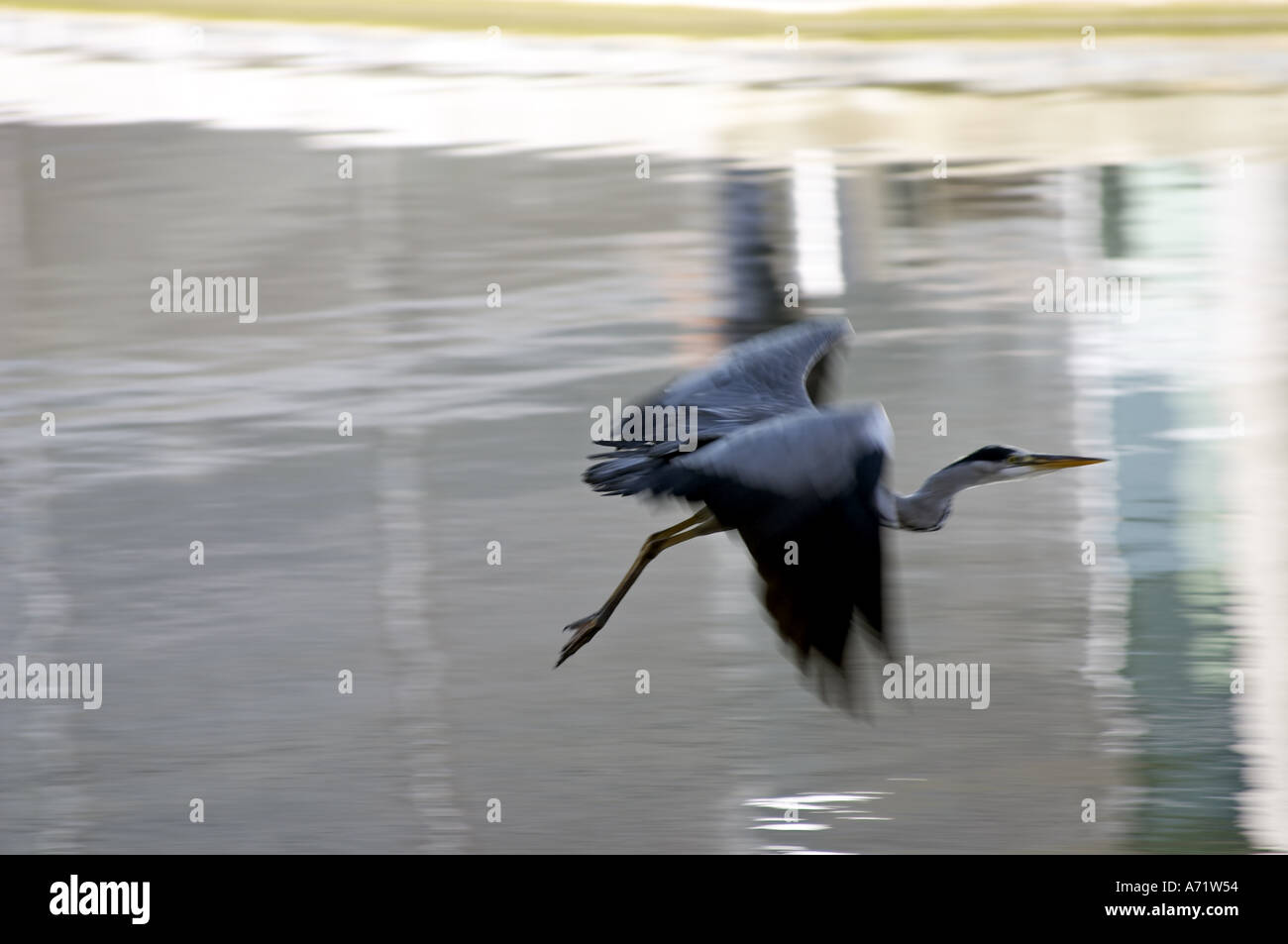 Heron flying low over water with movement and reflexion Stock Photo