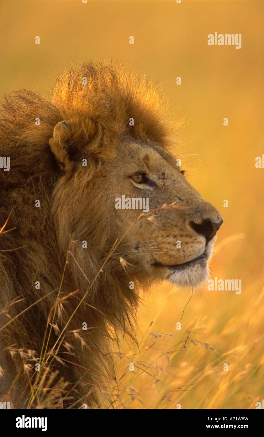 Male lion rest hi-res stock photography and images - Alamy
