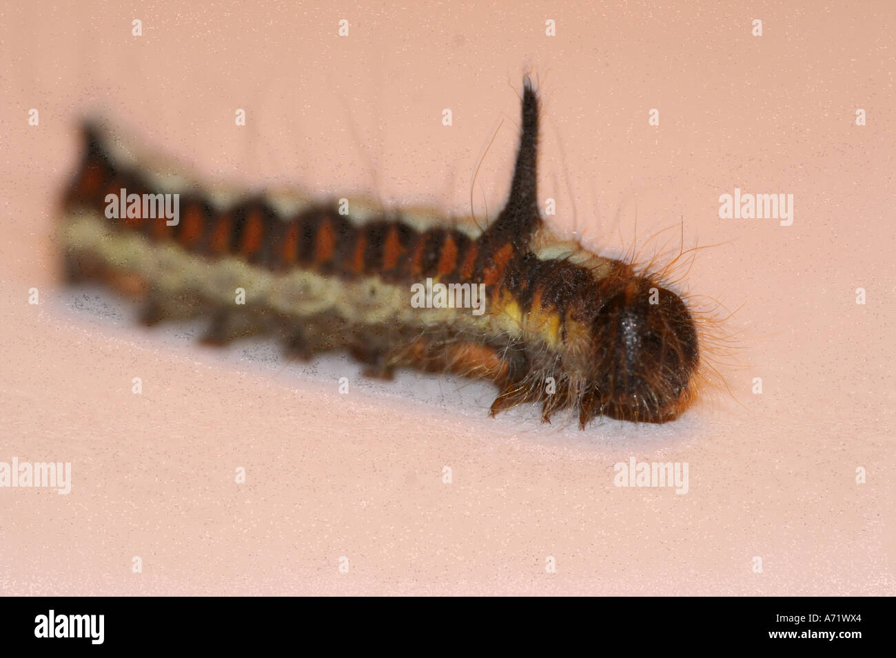 Caterpillar hairy insect wildlife hi-res stock photography and images ...
