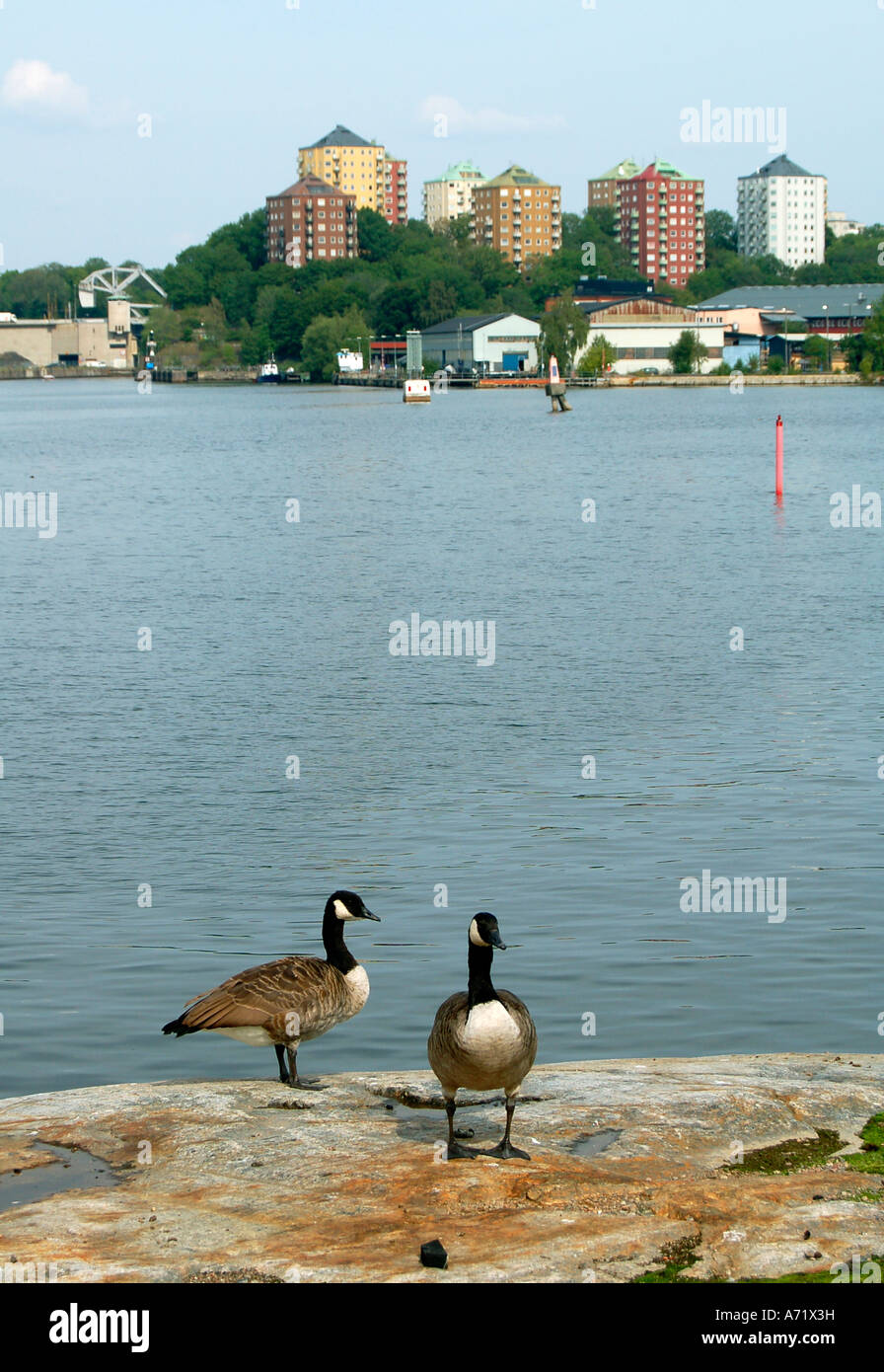 Two Canada Geese, BRANTA CANADENSIS, standing on a rock by the Baltic Sea in Stockholm, Sweden. Stock Photo