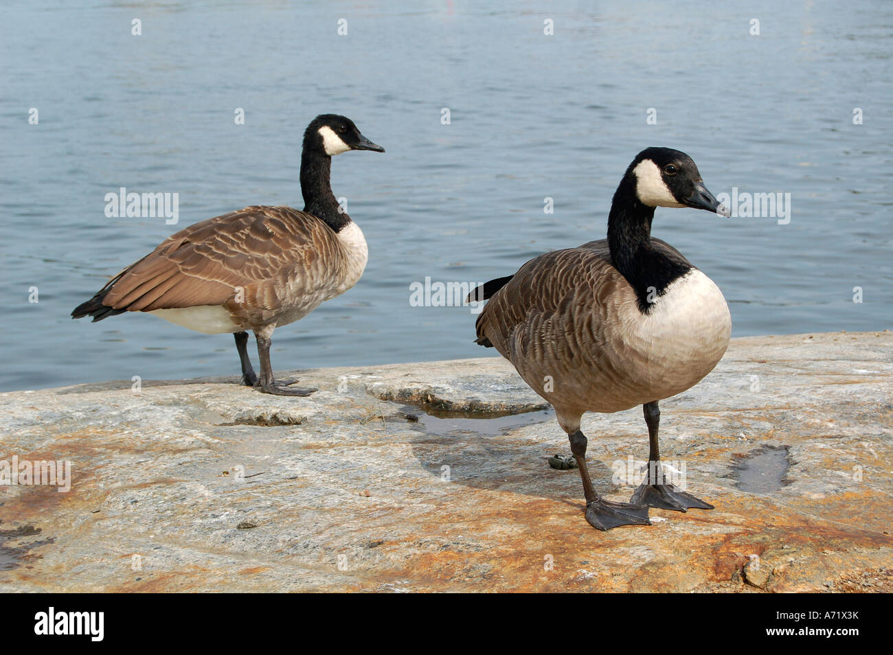 Two Canada Geese, BRANTA CANADENSIS, standing on a rock by the Baltic Sea in Stockholm, Sweden. Stock Photo