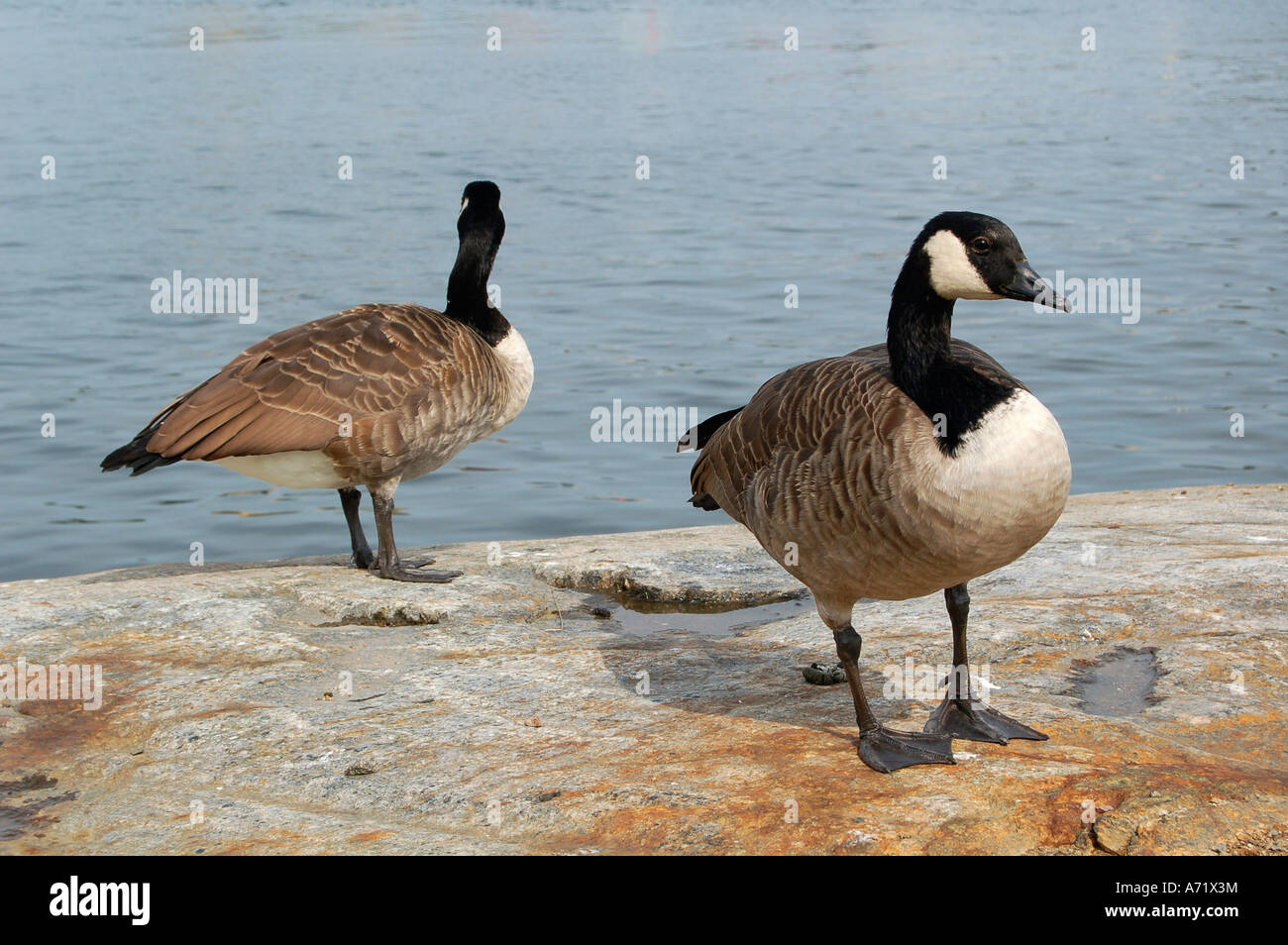 Two Canada Geese, BRANTA CANADENSIS, standing on a rock by the Baltic Sea in Stockholm, Sweden. Stock Photo