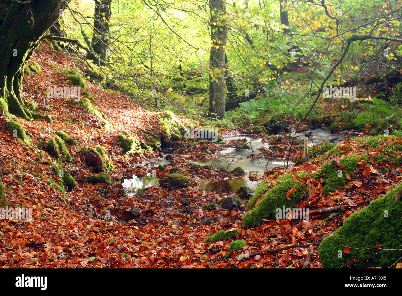 autumn woodland Stock Photo