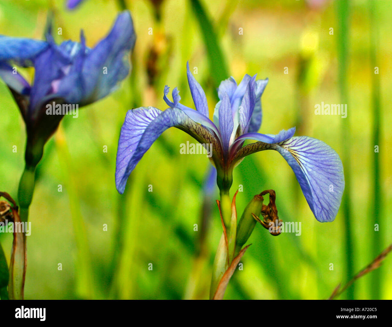 Wilting flowers garden hires stock photography and images Alamy