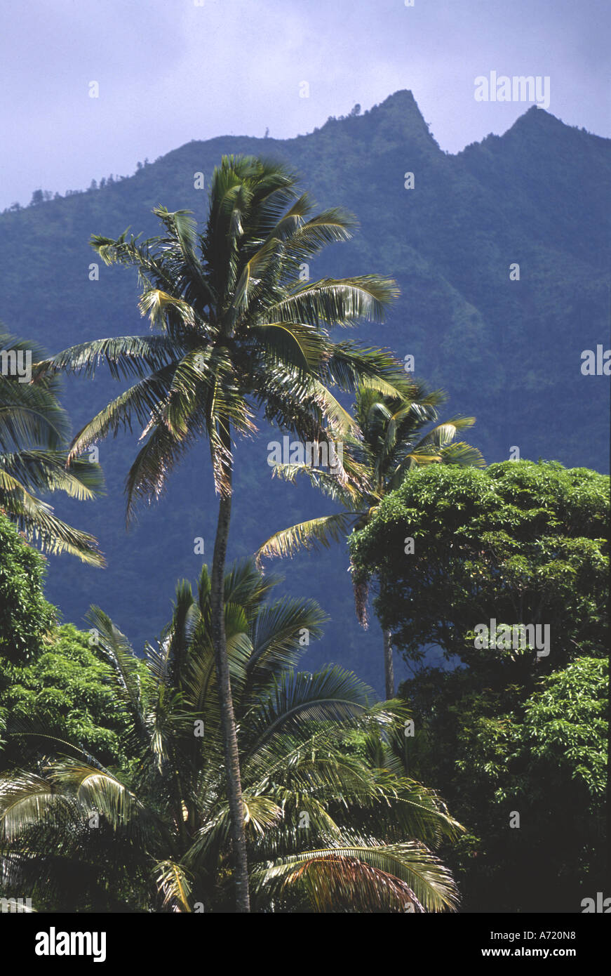 Limahuli garden hi-res stock photography and images - Alamy