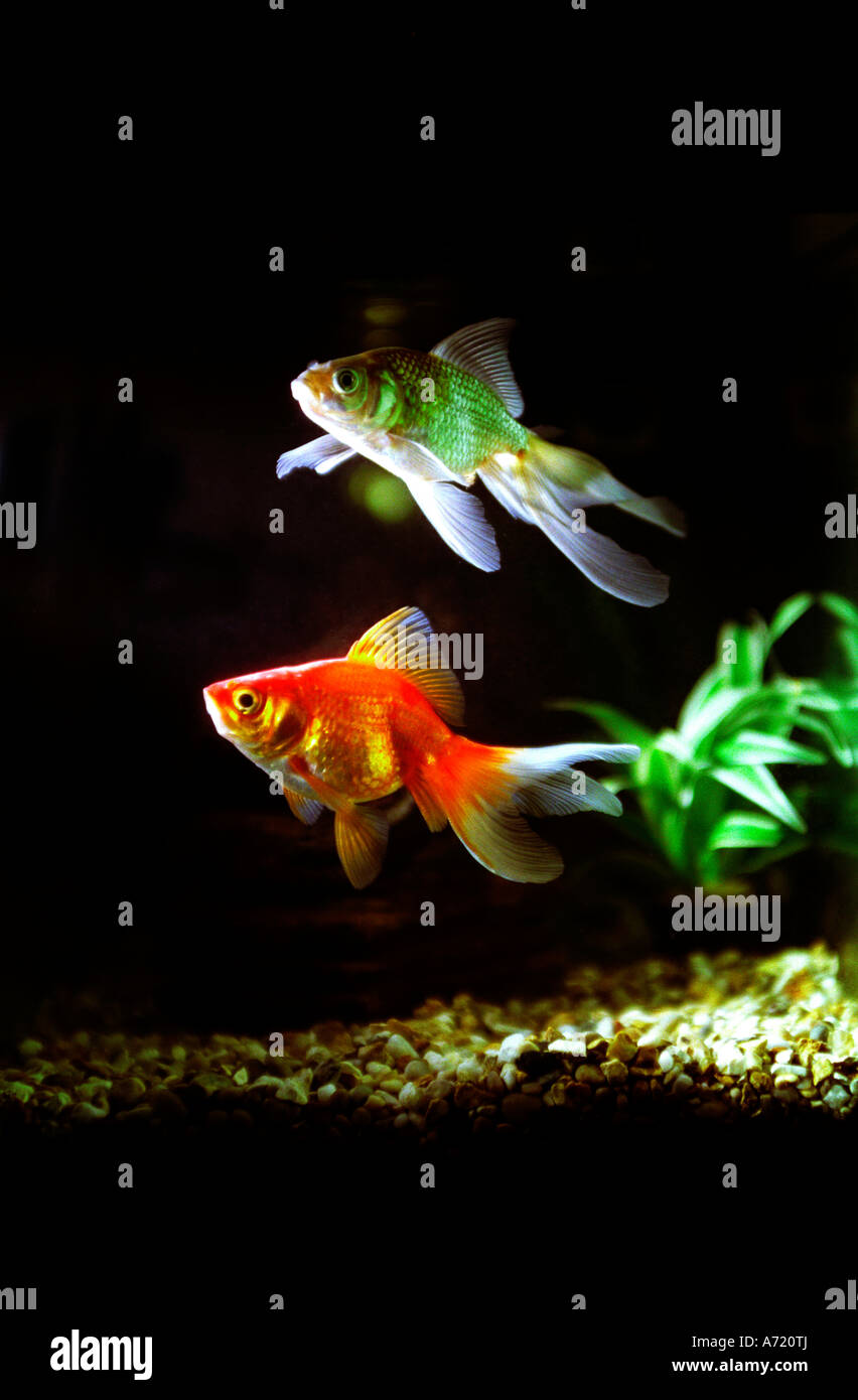 gold fish in a tank in a pair Stock Photo
