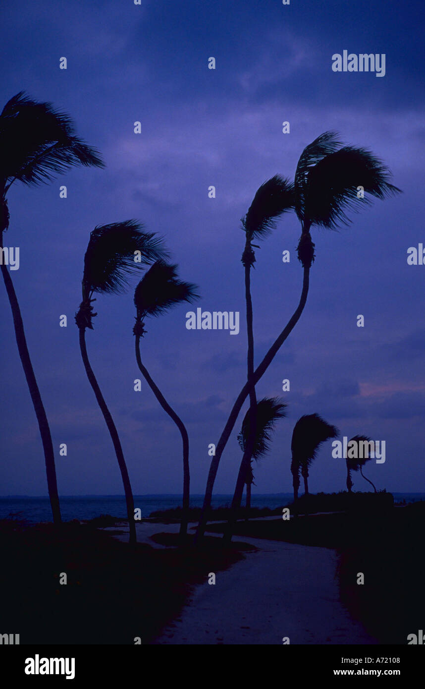 Palm trees bend in wind hires stock photography and images Alamy