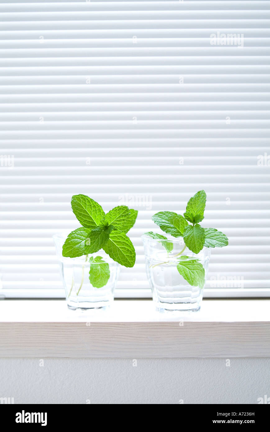 Mint leaves in glass Stock Photo