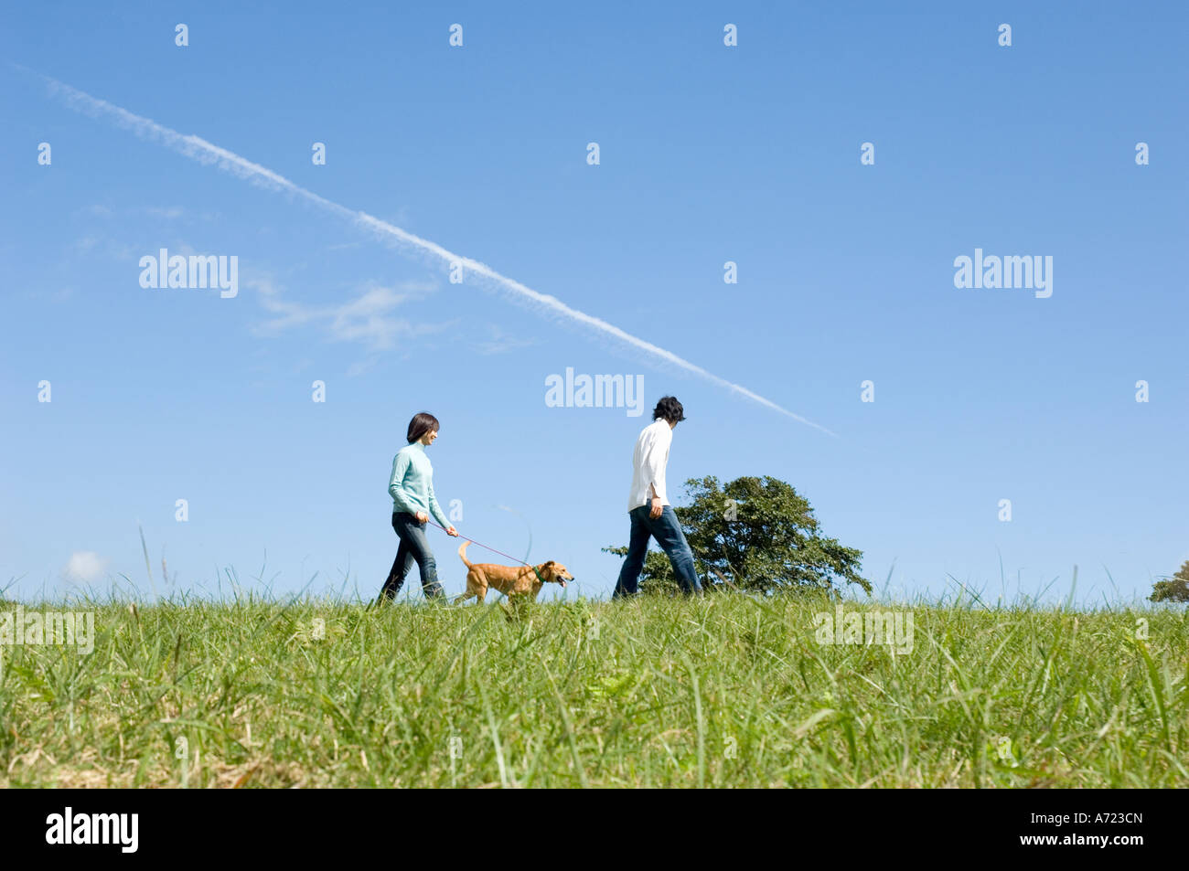 Young couple walking dog Stock Photo - Alamy