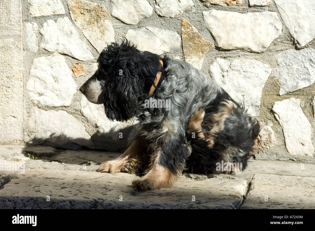 Why Does My Xiasi Dog Itch So Much But Does Not Have Fleas