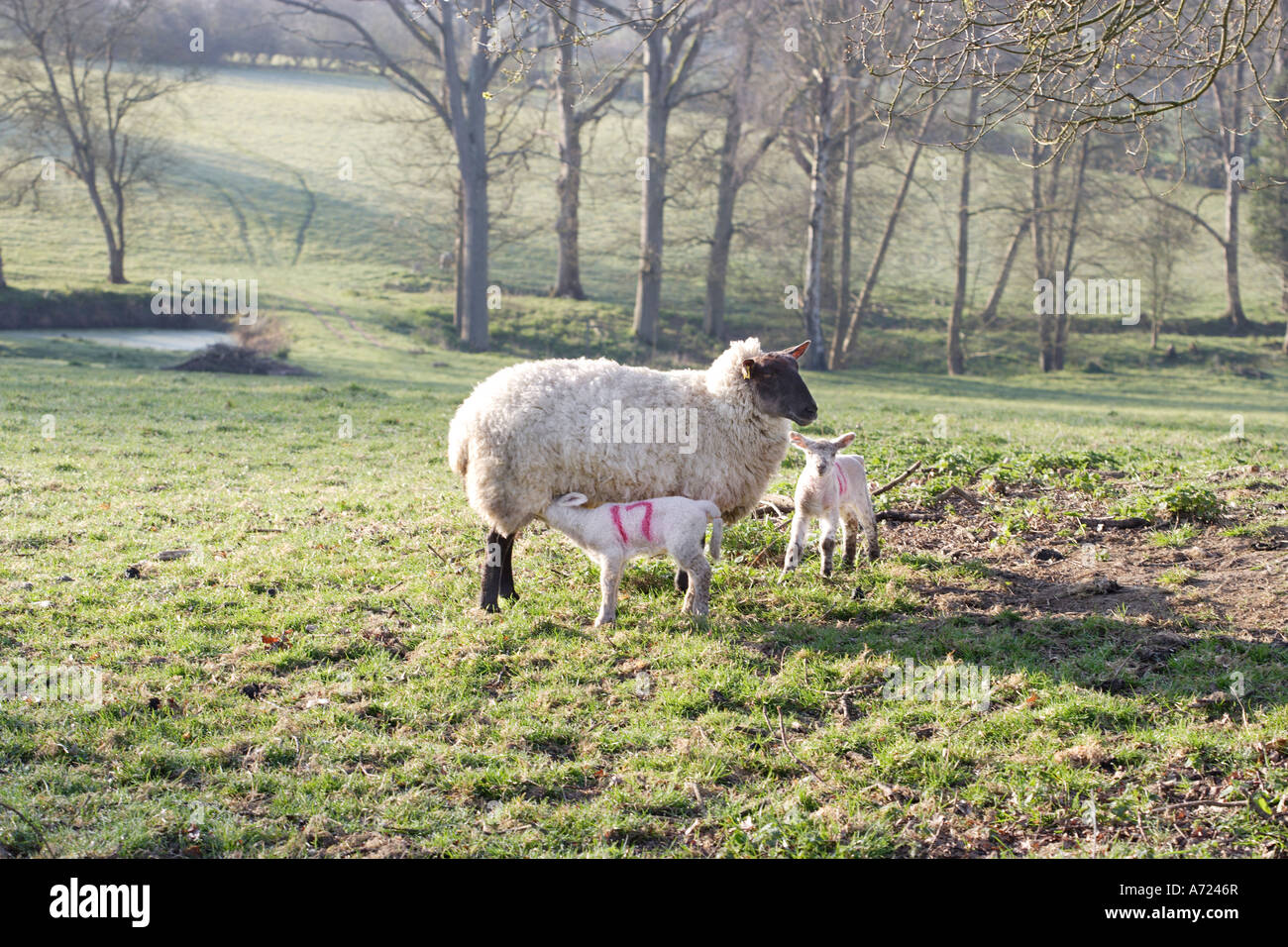 Oveja cordero hi-res stock photography and images - Alamy