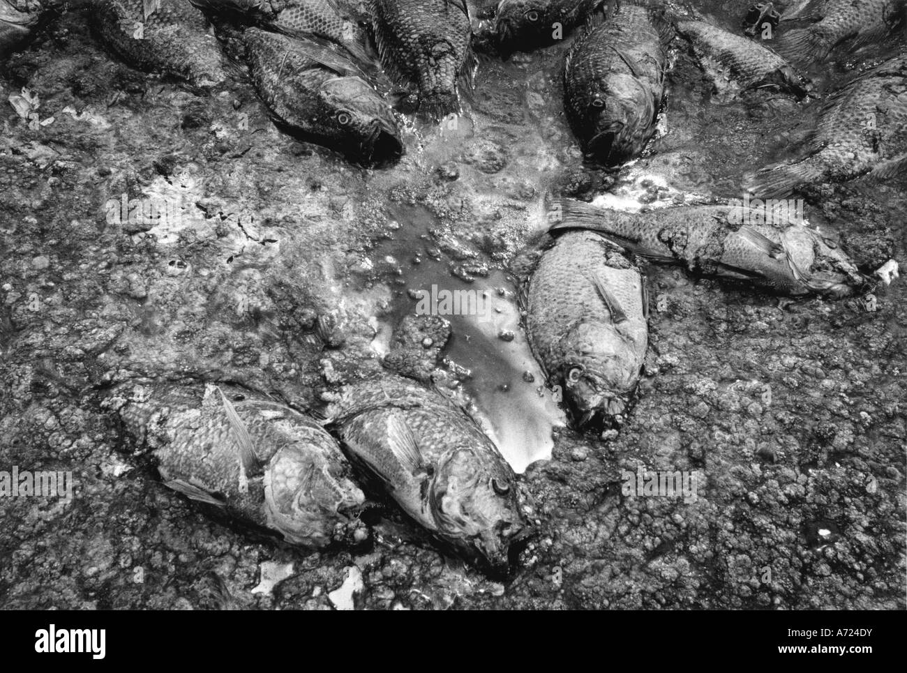 Fish killed by eutrophication in California Stock Photo