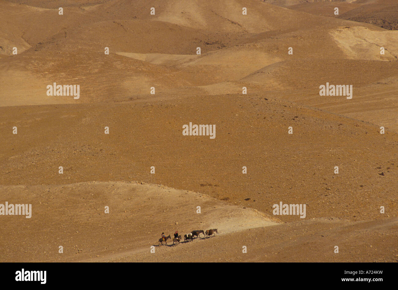'JERICHO', BEDUIN MOVING ANIMALS TO PASTURE AFTER WATERING THEM AT A SPRING, 1993 Stock Photo