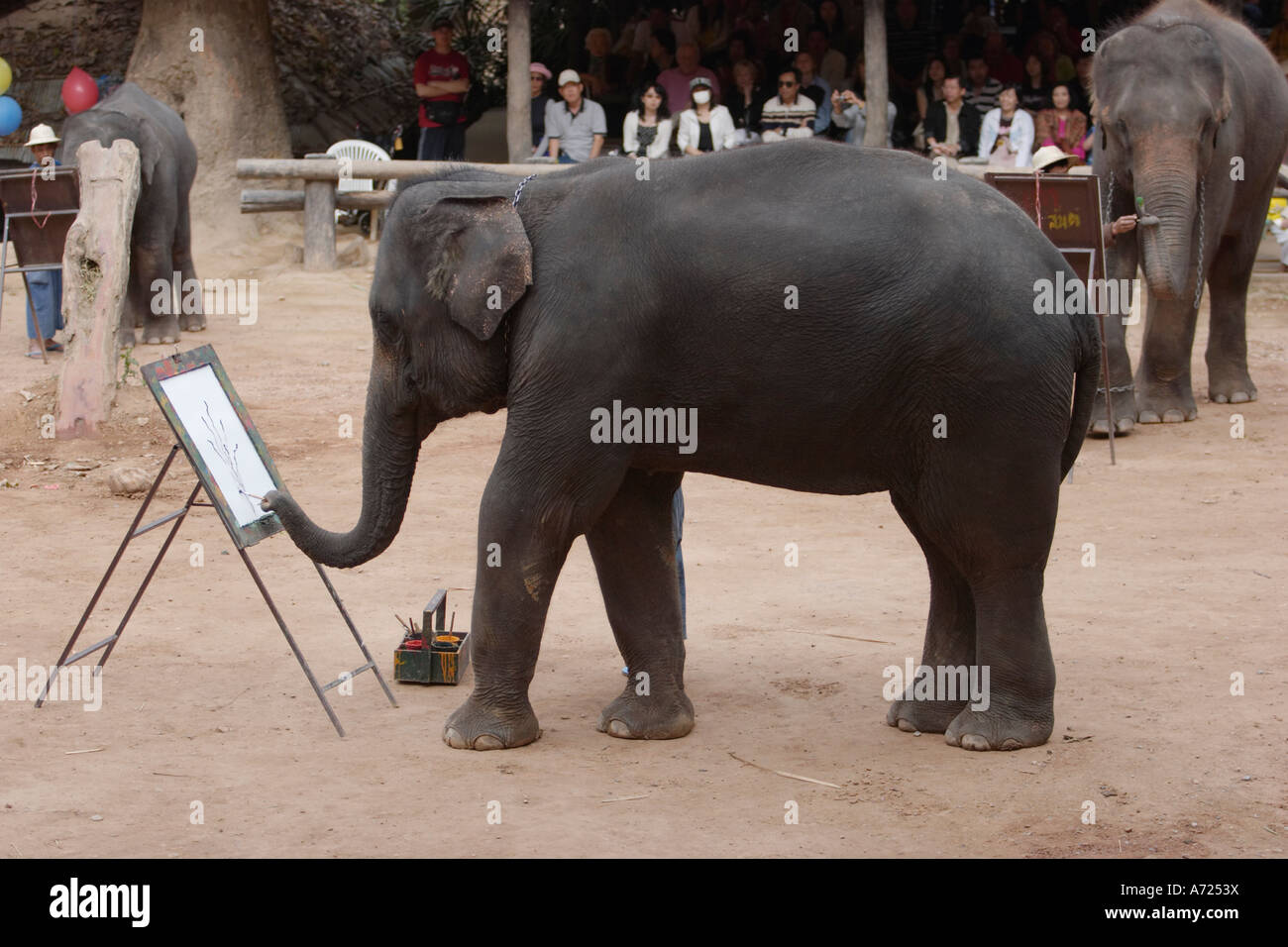 Asian elephant artist painting a flower in Maesa Elephant Camp. Chiang