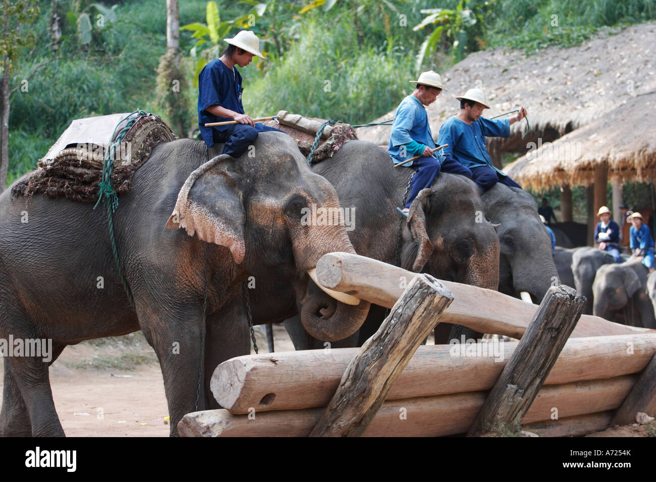 Trained captive elephants lifting logs in Maesa Elephant Camp. Chiang