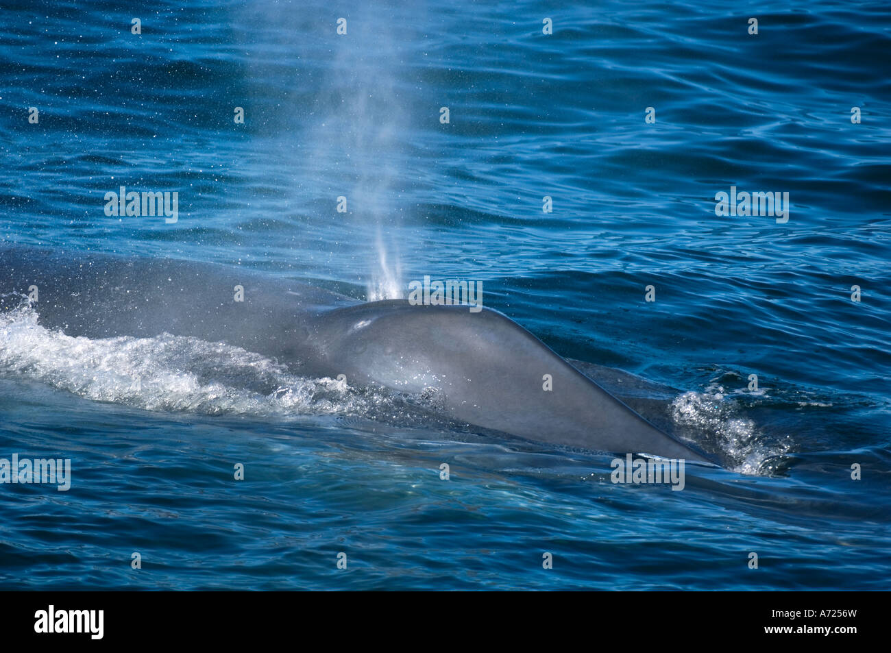 Blue Whale (Balaenoptera musculus) Sea of Cortes MEXICO blowing Stock Photo