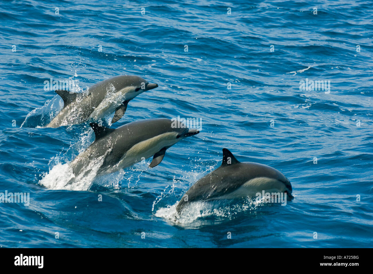 Long-beaked Common Dolphins (Delphinus capensis) Sea of Cortes, Baja California, MEXICO Stock Photo