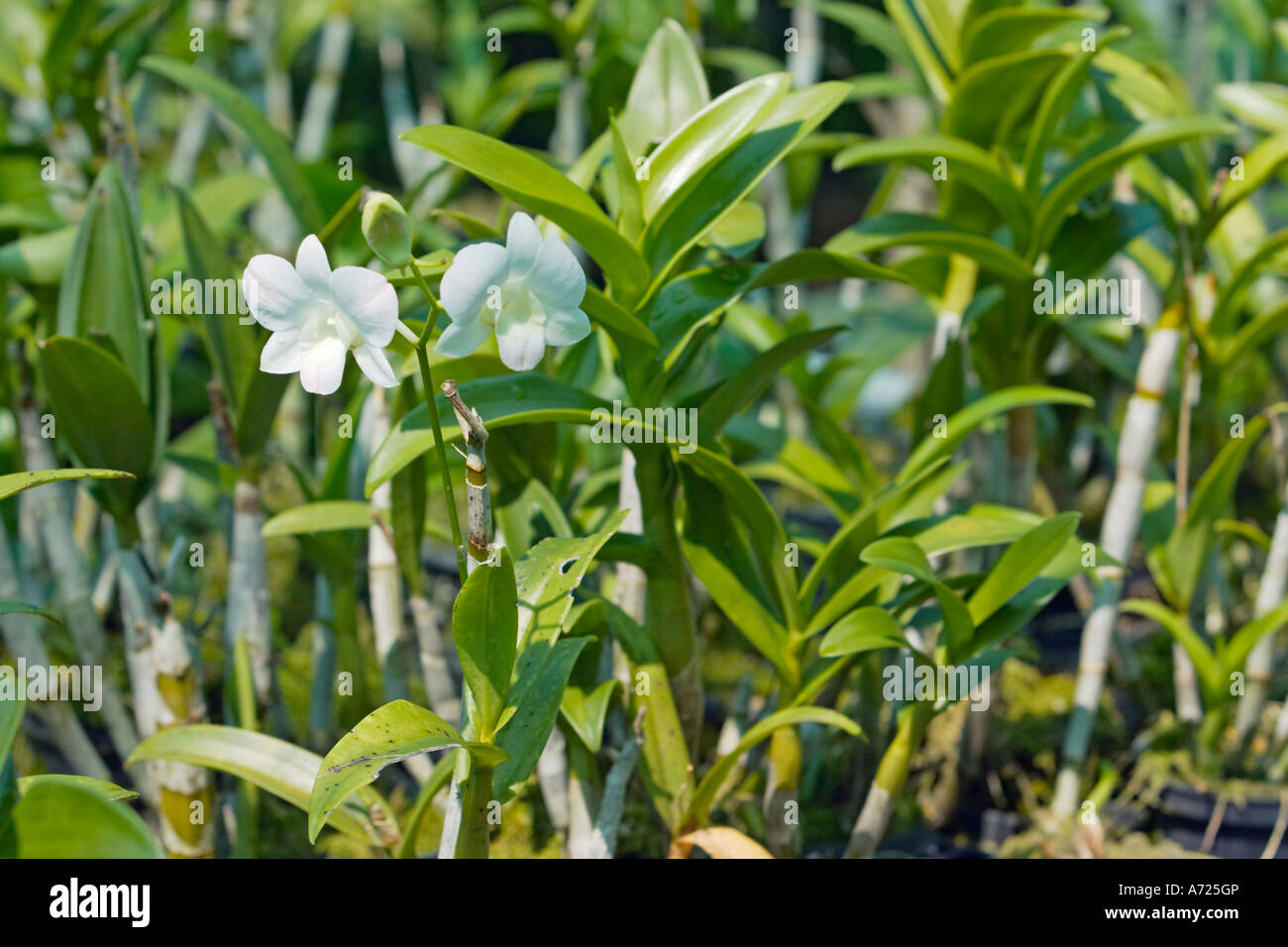 White orchids. Thailand. Stock Photo