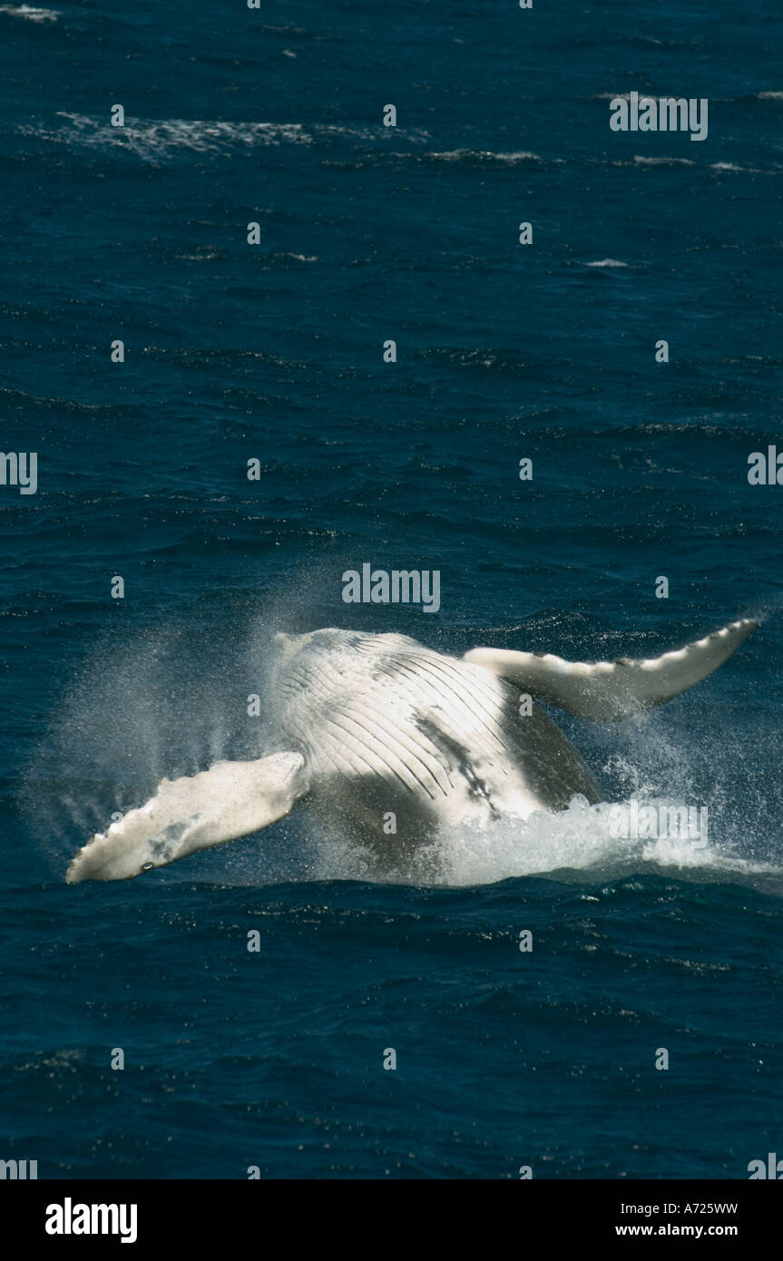 Humpback whale hi-res stock photography and images - Alamy