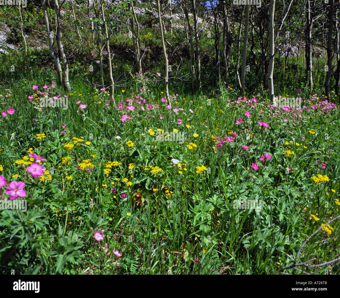 Wildflowers Waterton Lakes National Park Alberta Canada Stock Photo Alamy
