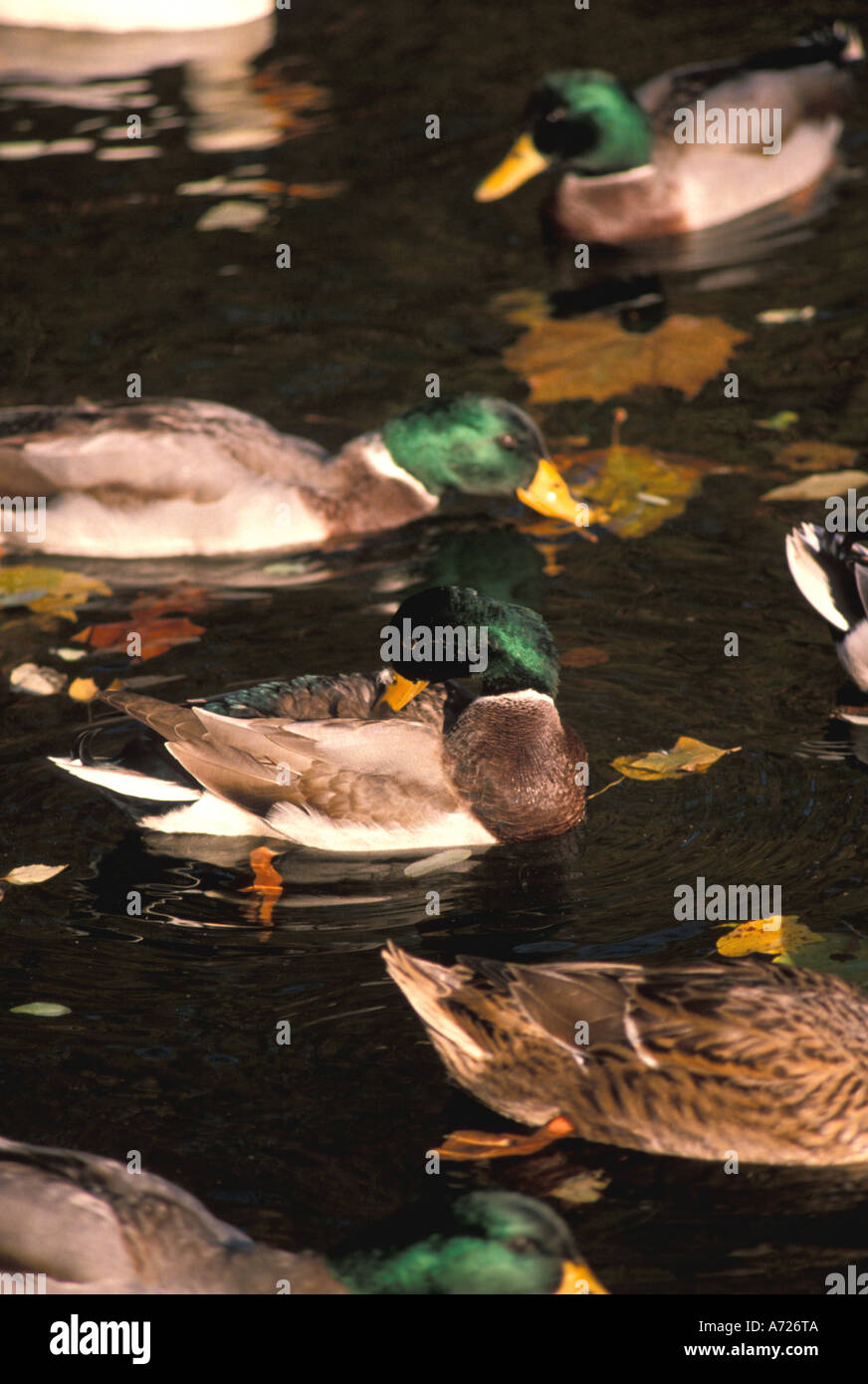 Bird mallard ducks drake fall Stock Photo