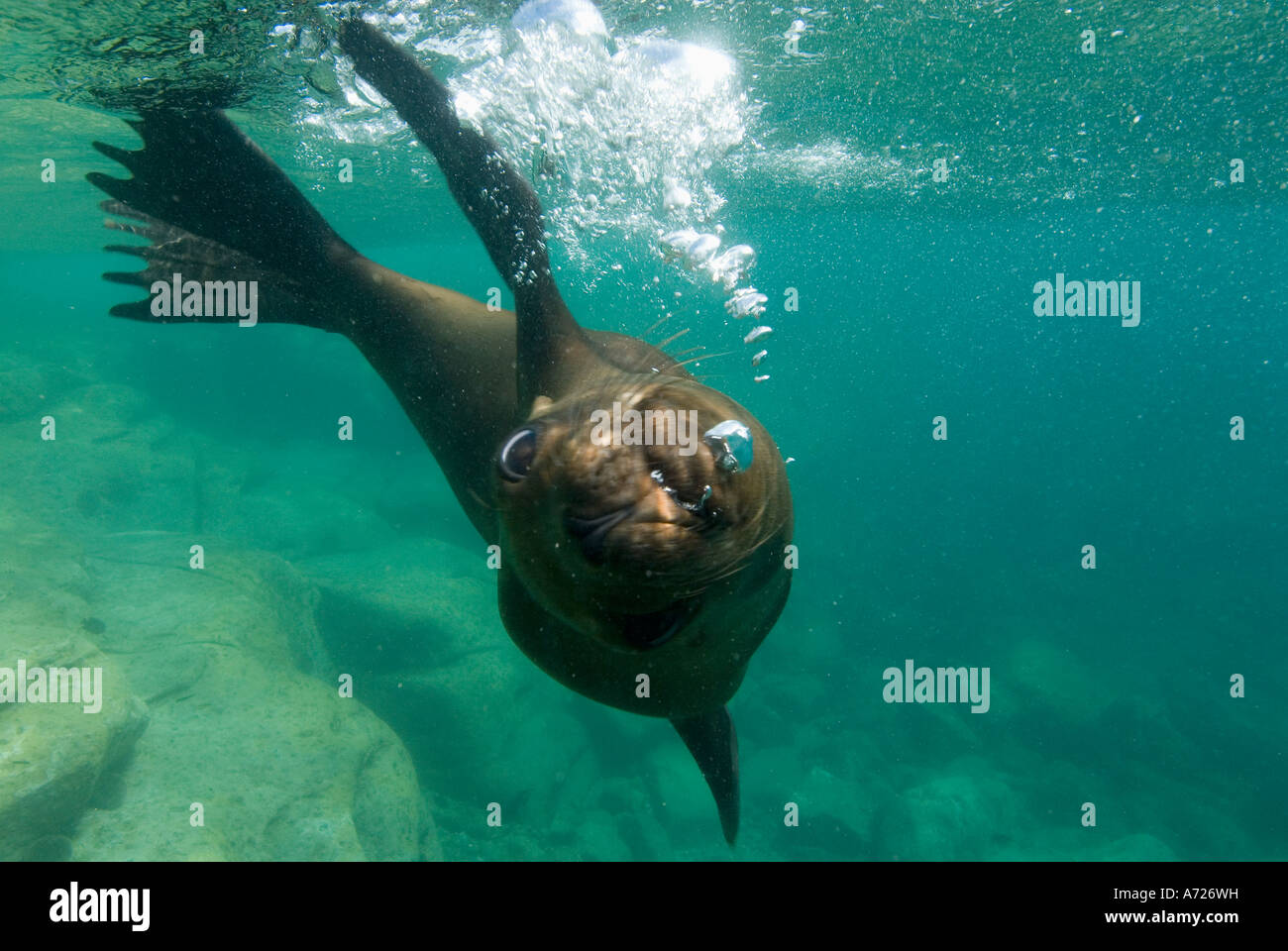 California Sea Lion (Zalophus californianus) underwater SEA OF CORTEZ, Los Islotes, Baja California, Mexico Stock Photo