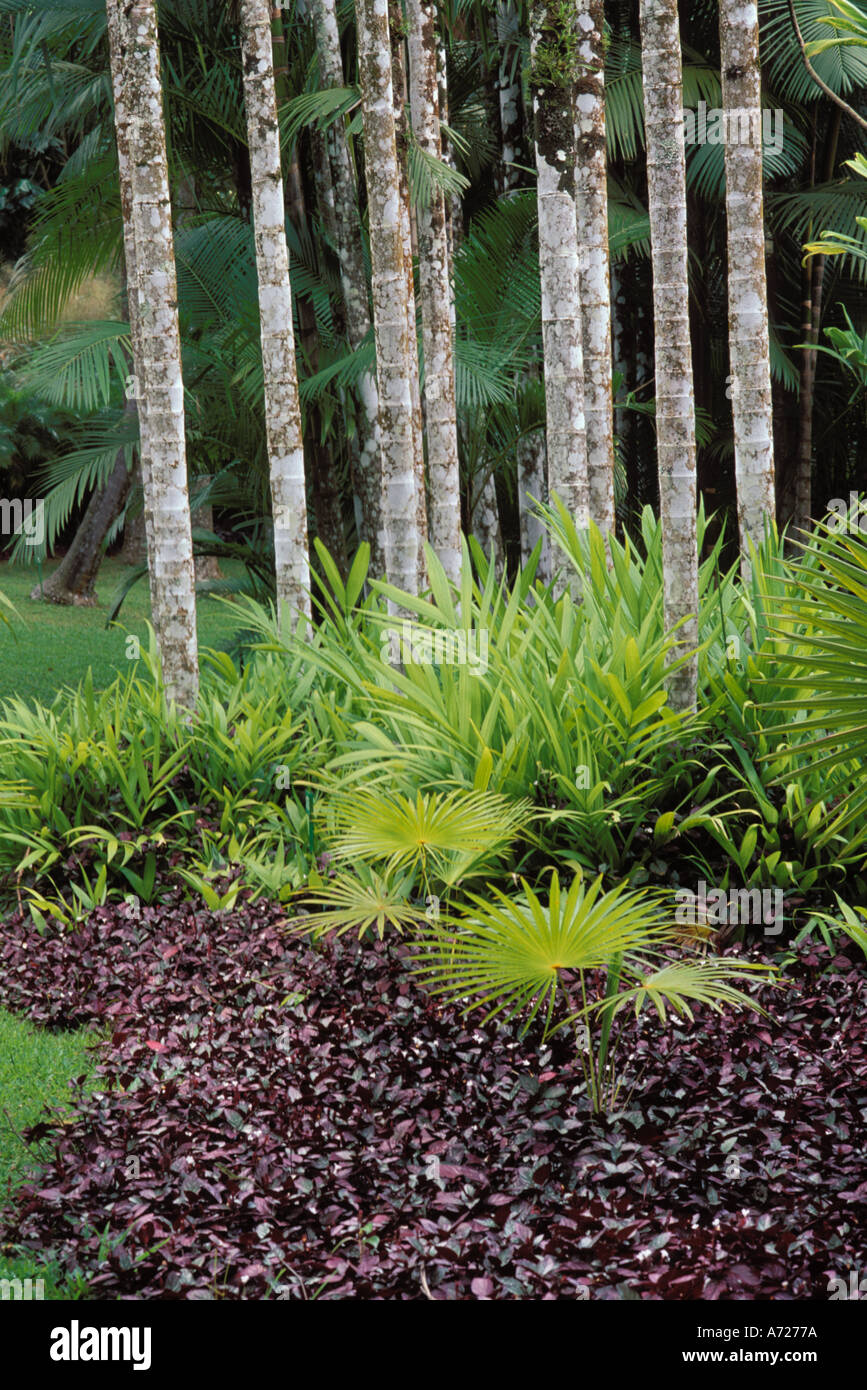 Martinique, Jardin de Balata, Hemigraphis colorata and palms Stock Photo
