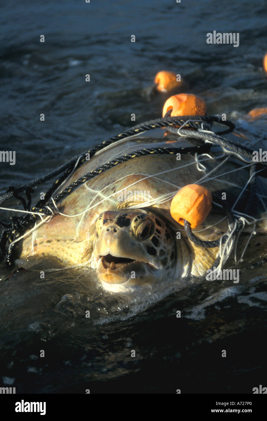 Loggerhead Sea Turtle trapped fishing net Caretta caretta threatened species Stock Photo