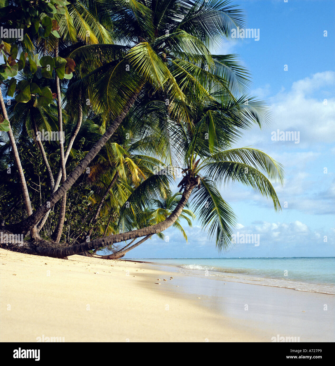 Palm Island in the Grenadines Caribbean Stock Photo