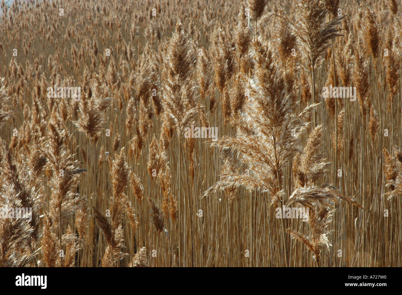 The fluffy autumn seeds of Common Reeds Stock Photo Alamy