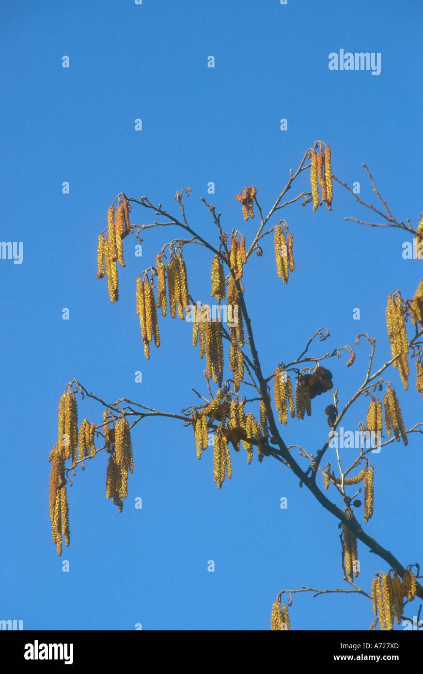 Catkins of Common Alder in spring Stock Photo