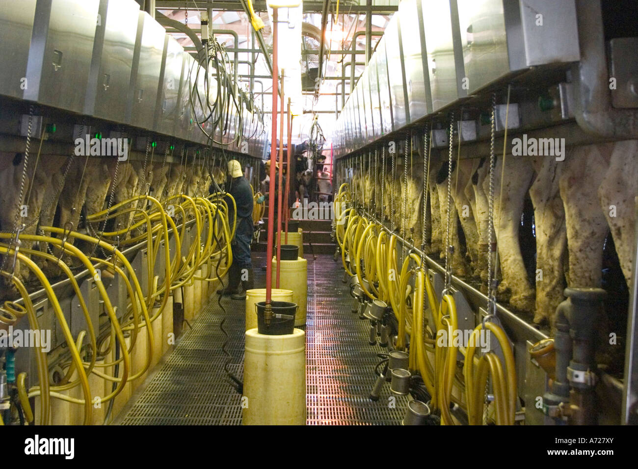 Milking Machine Stock Photos & Milking Machine Stock Images Alamy