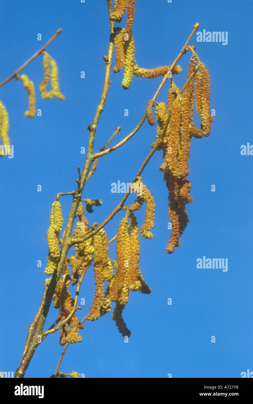 Catkins of Common Alder in spring Stock Photo