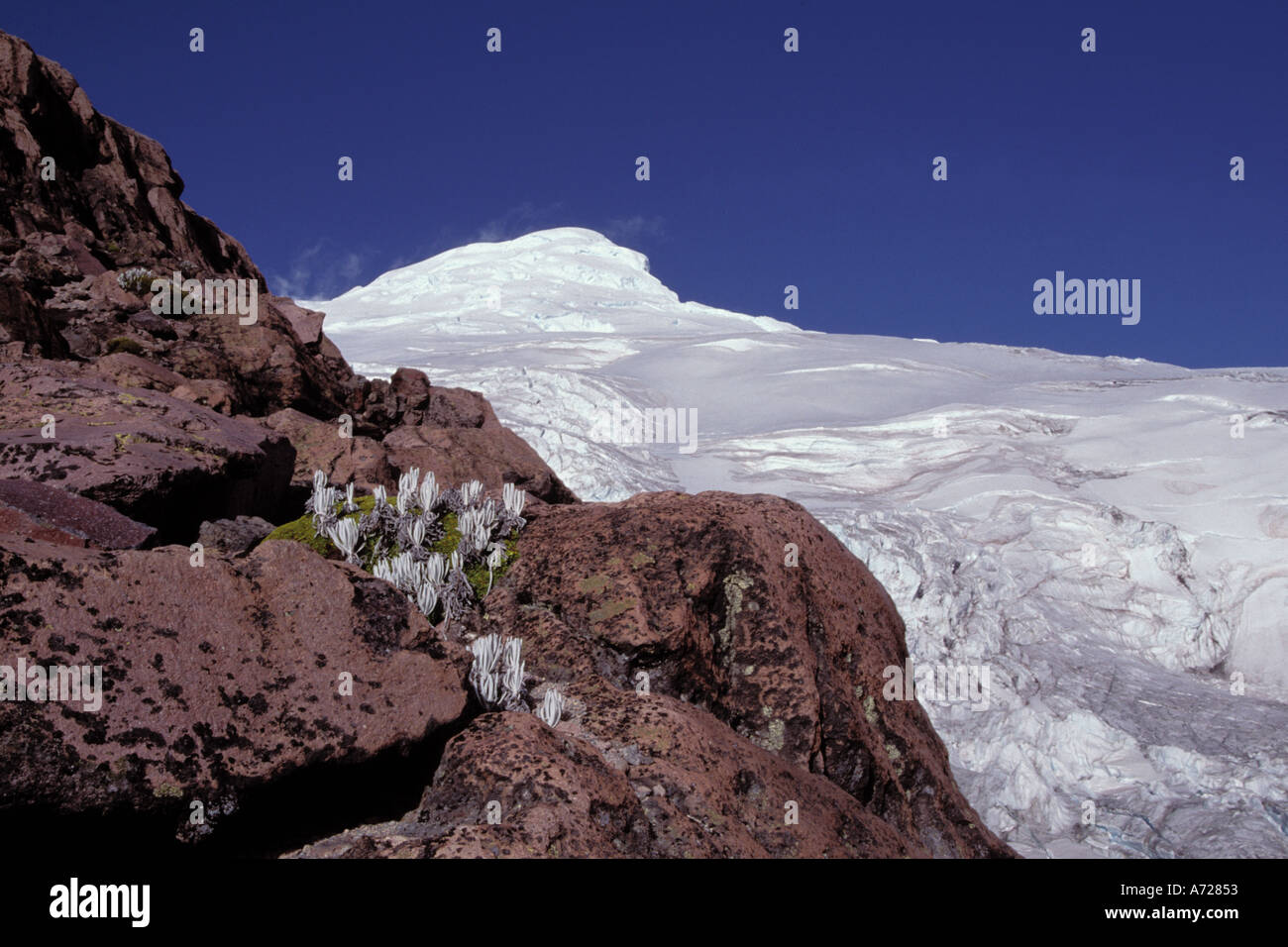 Ecuador, Flowers on ridge before Cayambe Stock Photo