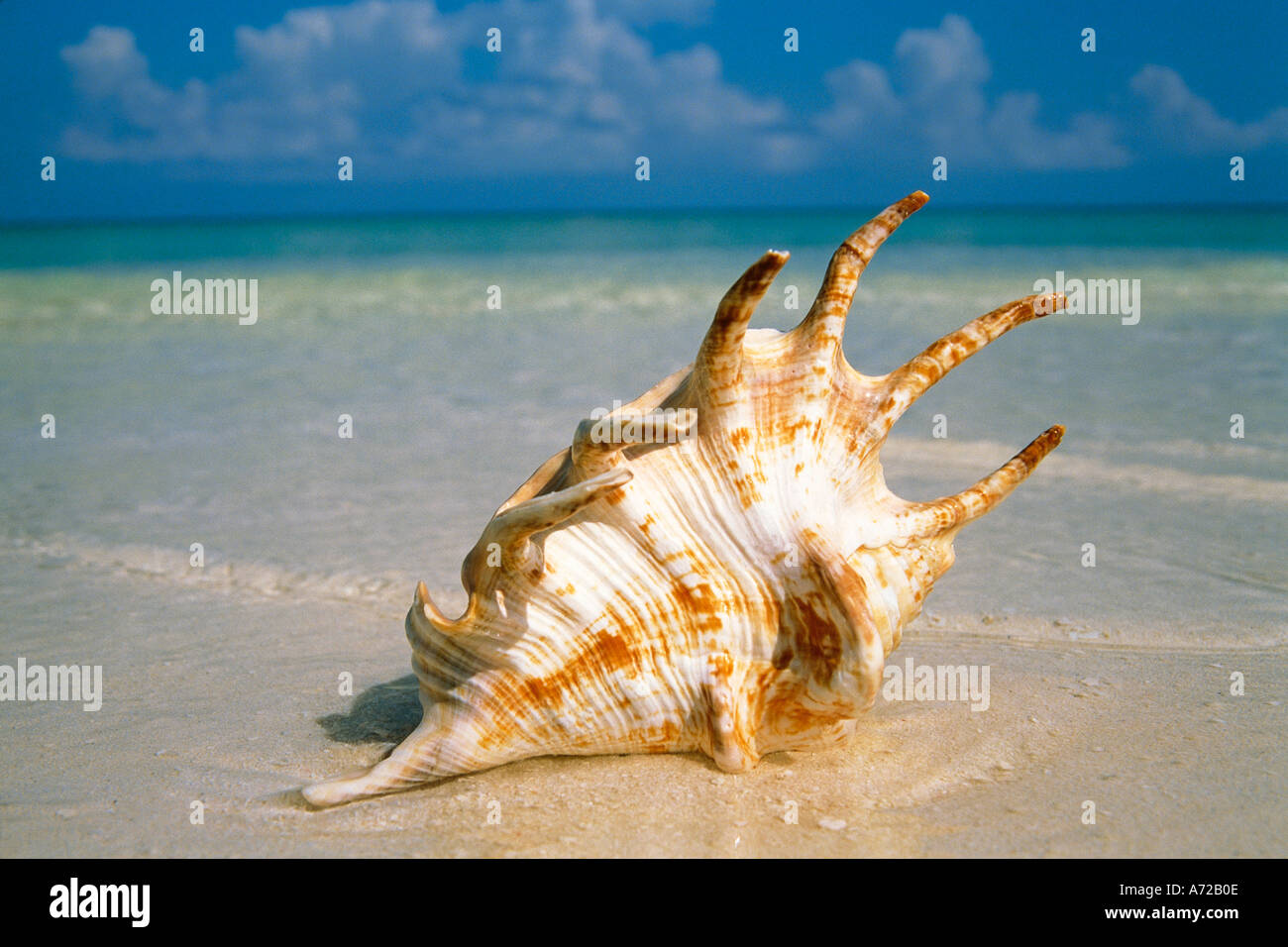 Spider Conch Shell on Tropical Beach Stock Photo - Alamy