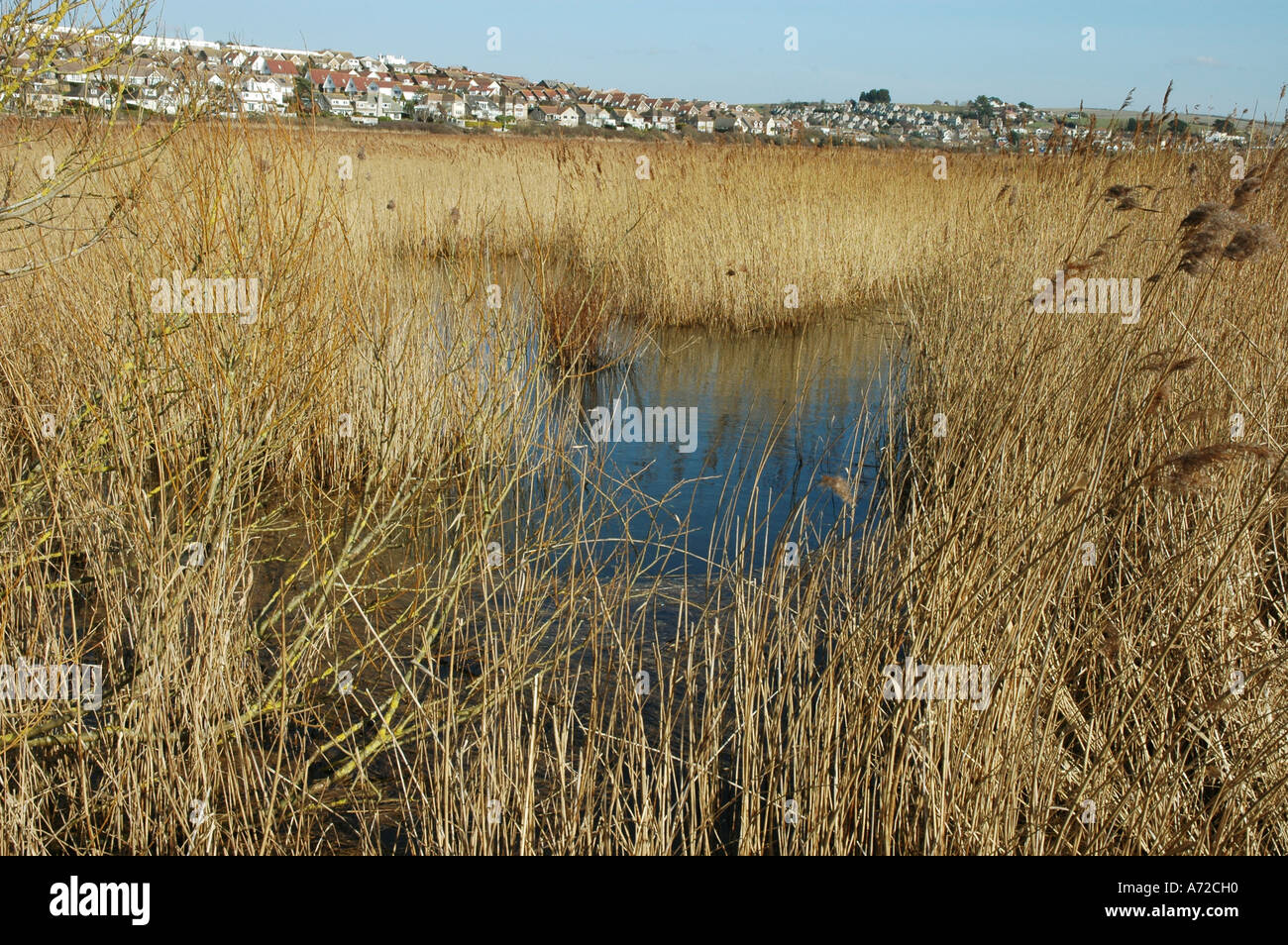 Reeds beds at Lodmoor Nature Reserve Weymouth Dorset with houses in