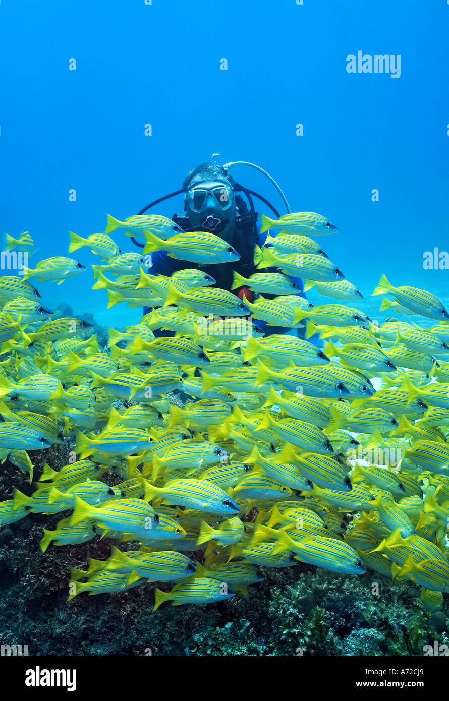 scubadiver looking a shoal of bluelined snappers Stock Photo