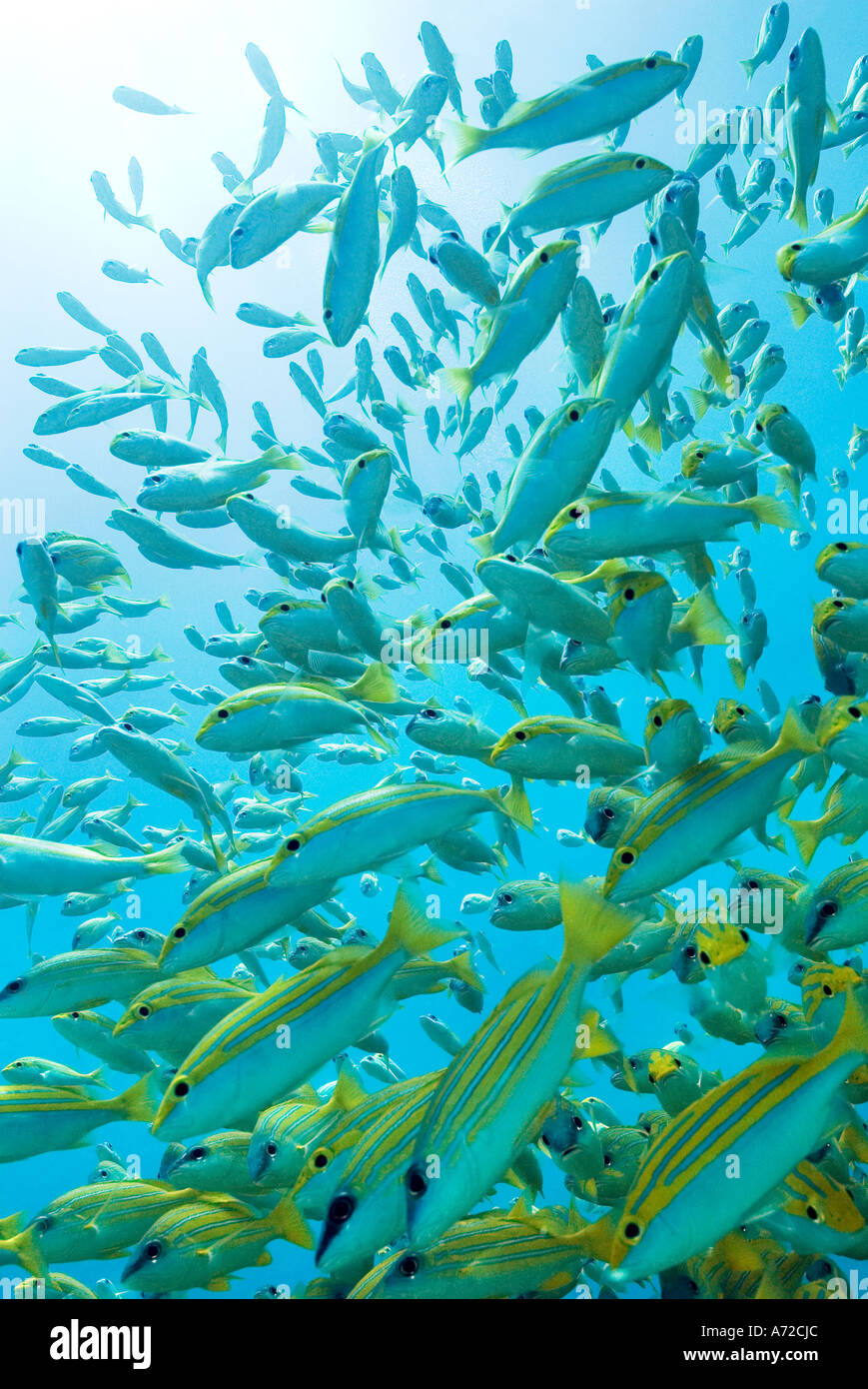shoal of bluelined snappers Stock Photo