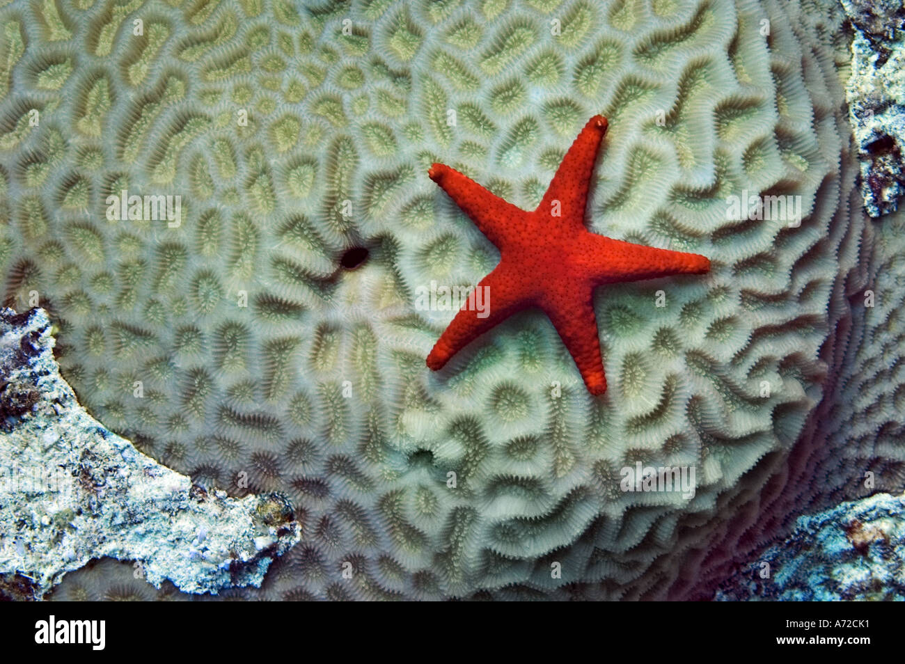 red starfish fromia elegans on hard coral Stock Photo