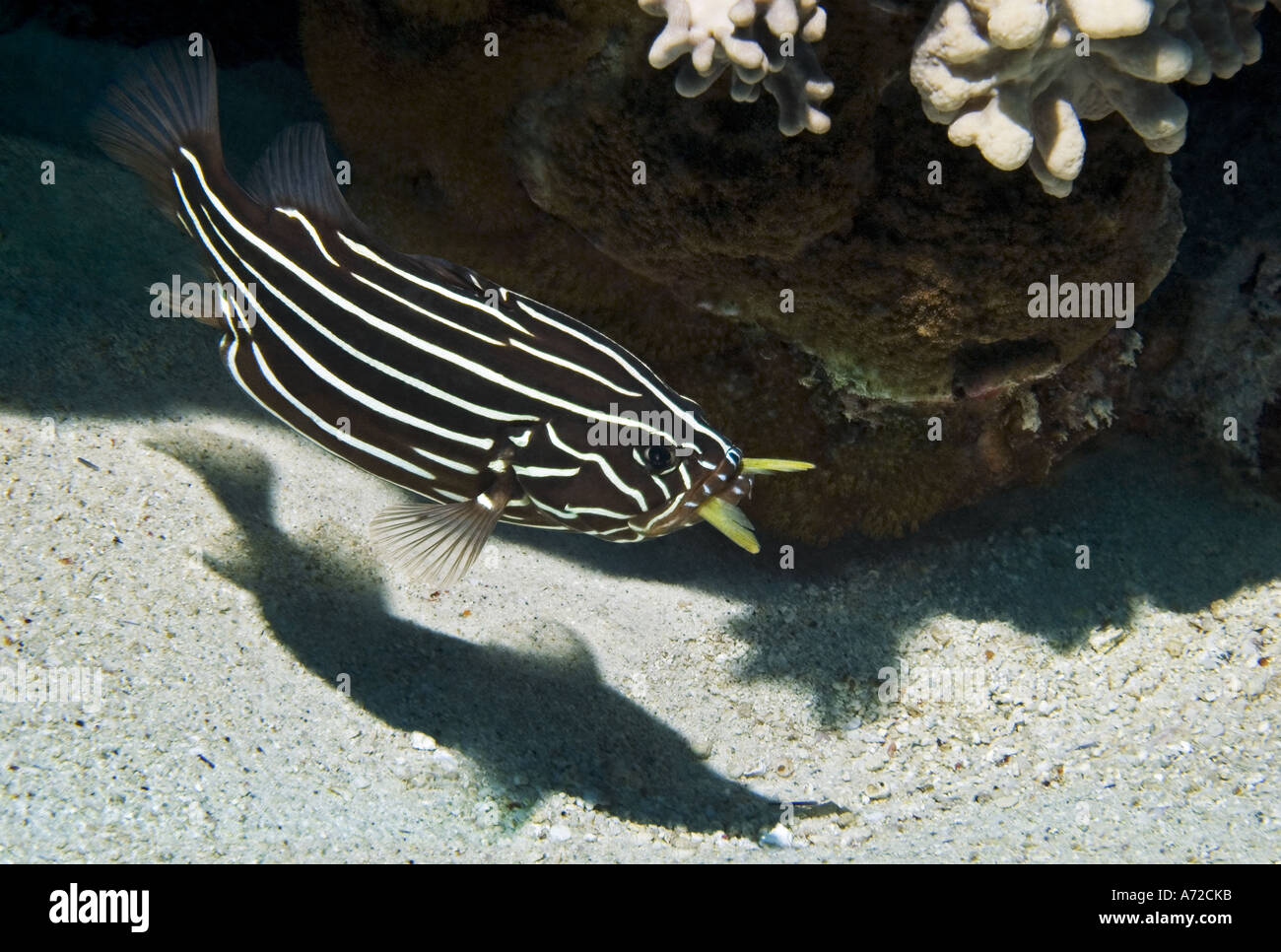 sixstripe soapfish eating a small fish Stock Photo