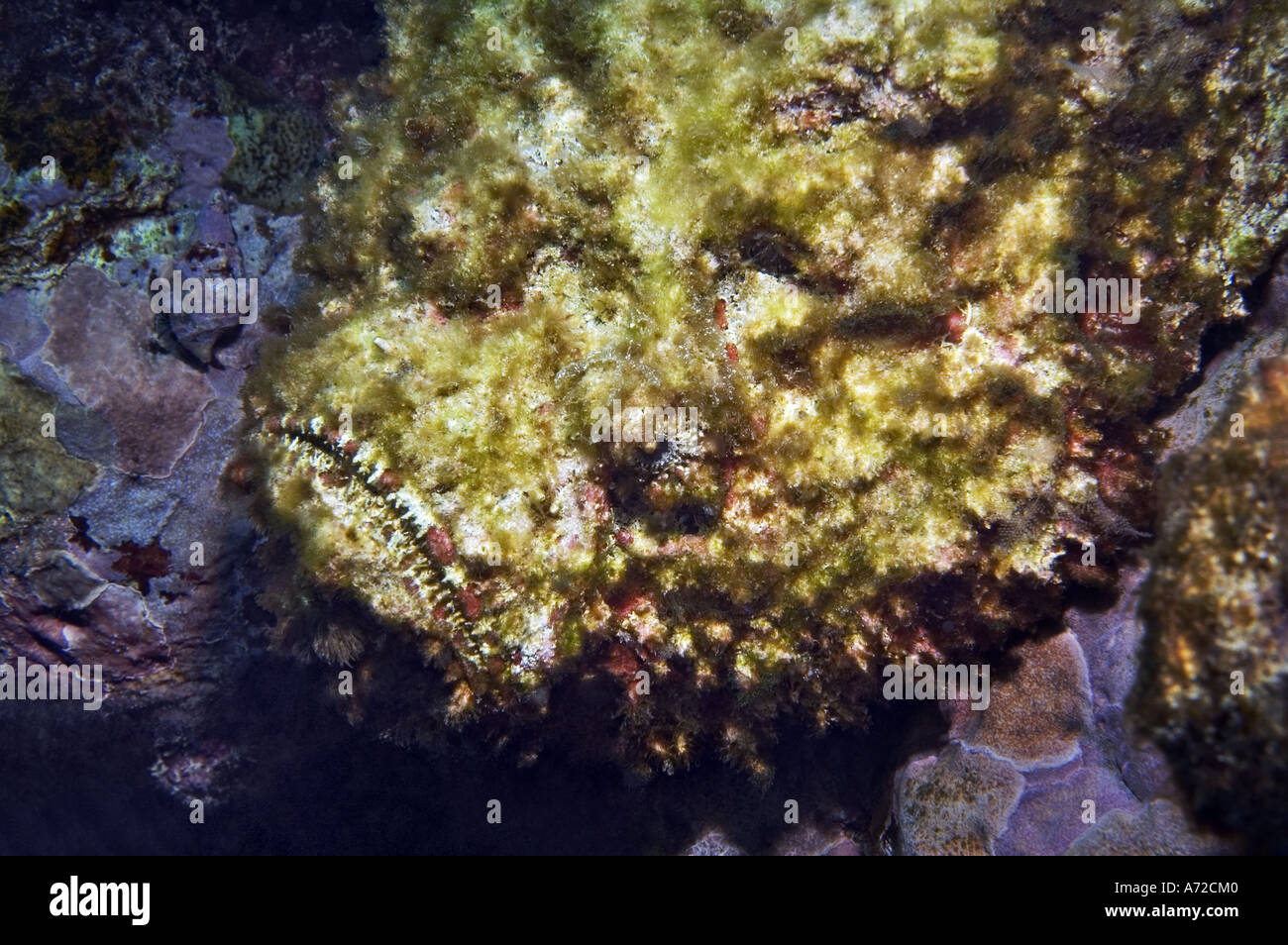 close-up of stonefish covered with seaweed Stock Photo