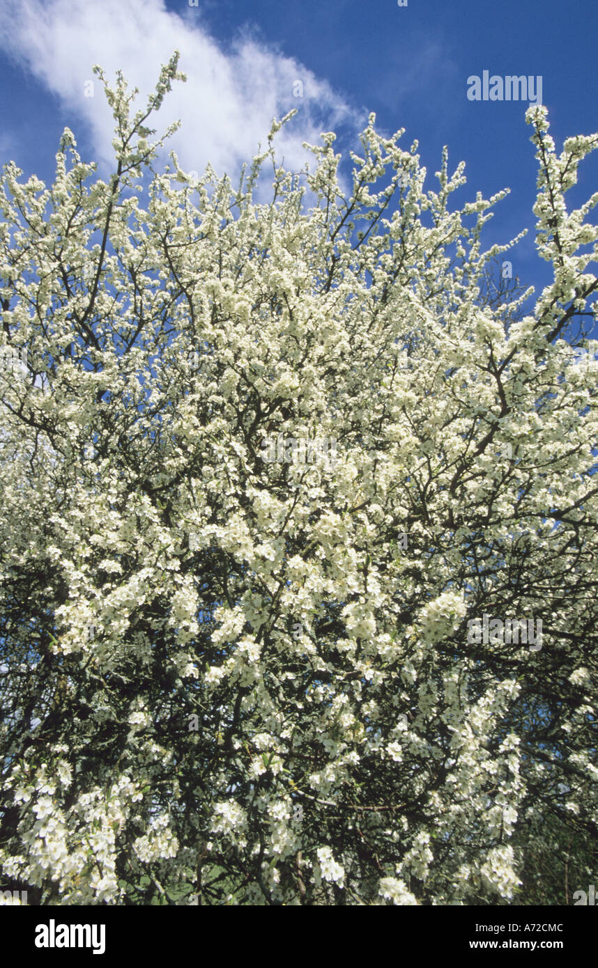 Blackthorn tree in full blossom in North Dorset, UK Stock Photo - Alamy